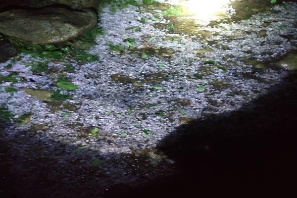 crops damaged due to hailstorm
